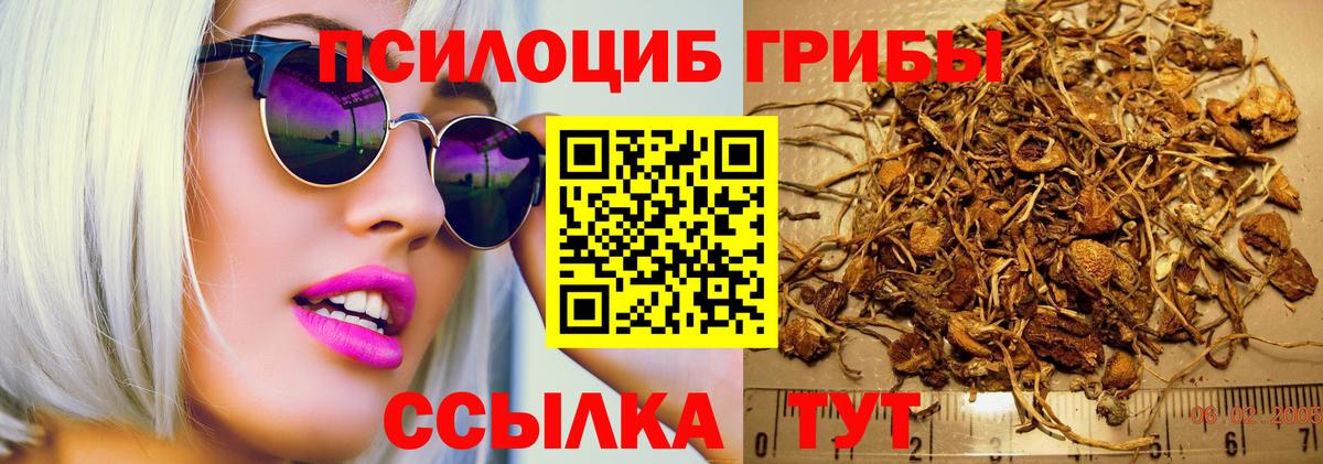 Галлюциногенные грибы Psilocybine cubensis Каспийск